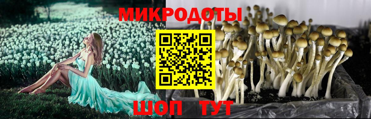 Псилоцибиновые грибы Psilocybe Усть-Кут